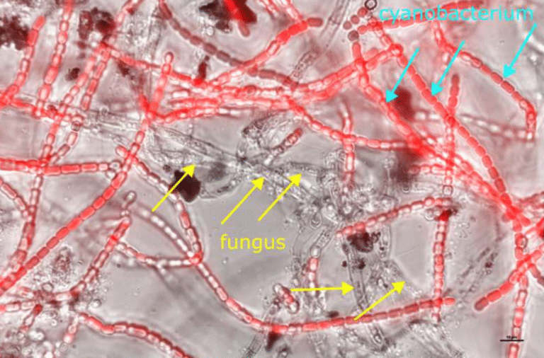Синтетические лишайники для строительства на Марсе — nicetry.blog
