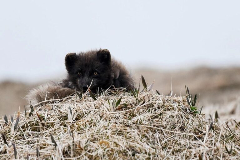 Ученые предупреждают о возможных последствиях изменений в Красной книге — nicetry.blog