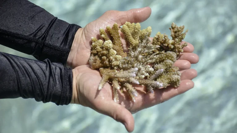 Гибридные кораллы для восстановления рифа в Майами - nicetry.blog