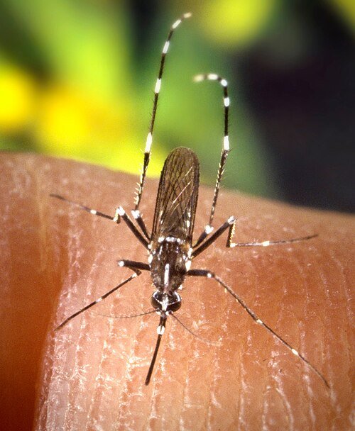Комар Aedes albopictus — переносчик чикунгуньи — лихорадка чикунгунья симптомы - nicetry.blog